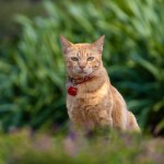 Portrait of cute orange ginger cat with collar is sitting in the outdoor garden staring at the camera during the summer time for pet and mammal