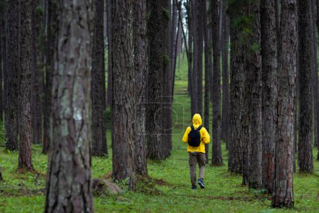 Téléchargez les photos : Voyageur est trekking à travers la montagne avec forêt de pins pendant l'été avec couverture d'herbe verte dans les hautes terres luxuriantes pour l'amour de la nature et l'exploration de la faune - en image libre de droit