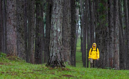 Foto de Viajero es trekking a través de la montaña con bosque de pinos durante el verano con cubierta de hierba verde en la exuberante montaña para la naturaleza amante y la exploración de la vida silvestre - Imagen libre de derechos