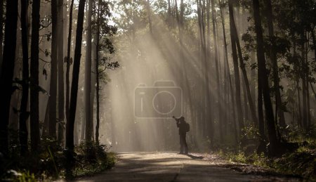 Foto de Fotógrafo está tomando fotos mientras explora en el bosque de pinos para con un fuerte rayo de luz solar dentro del bosque de pinos brumosos para la fotografía y la silueta foto - Imagen libre de derechos