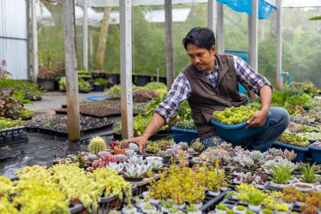 Foto de Jardinero asiático está trabajando dentro del invernadero lleno de plantas suculentas colección mientras se propaga por método de corte de hojas para jardín ornamental y ocio hobby - Imagen libre de derechos