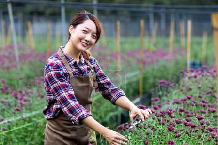 Foto de Mujer asiática jardinero está cortando las flores de crisantemo púrpura utilizando tijeras de tijera para el negocio de flores cortadas para la partida muerta, el cultivo y la temporada de cosecha - Imagen libre de derechos