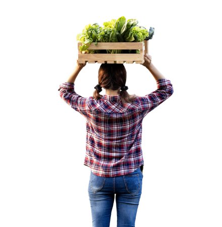 Photo for Back of woman gardener is harvesting organics vegetables on wooden crate over her head for agriculture and homegrown produce isolated on the white background - Royalty Free Image