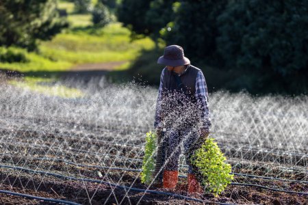 Téléchargez les photos : Agriculteur asiatique porte plateau de jeunes plants de légumes à planter tout en marchant passer l'essai du système d'irrigation à la culture de plantes biologiques pendant la saison de printemps et le concept d'agriculture - en image libre de droit