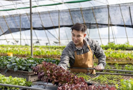 Foto de Agricultor local asiático cultivando lechuga de ensalada en invernadero utilizando el enfoque de suelo orgánico para su propia empresa familiar y recogiendo algunos para la venta - Imagen libre de derechos