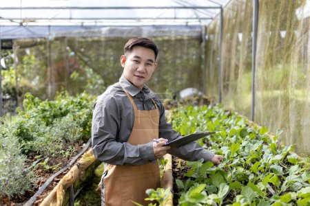 Téléchargez les photos : Agriculteur local asiatique cultivant de la salade de laitue et contrôlant le taux de croissance à l'intérieur de la serre en utilisant l'approche du sol biologique pour la propre entreprise familiale et en cueillant certains à vendre - en image libre de droit