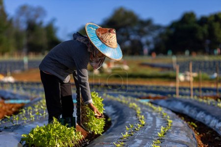 Téléchargez les photos : Un agriculteur asiatique transporte un plateau de jeunes plants de légumes à planter dans un film de paillage pour cultiver des plantes biologiques pendant la saison de printemps et le concept d'agriculture - en image libre de droit