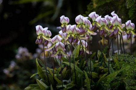 Téléchargez les photos : Babouche de dame orchidée ou Paphiopedilum callosum Rchb Stein coule en pleine floraison la plante épiphyte indigène à la forêt tropicale humide de l'Asie du Sud-Est - en image libre de droit