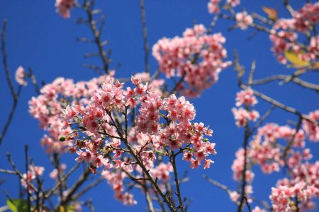 Photo for Wild himalayan cherry blossom or sakura flower blooming during the spring season - Royalty Free Image