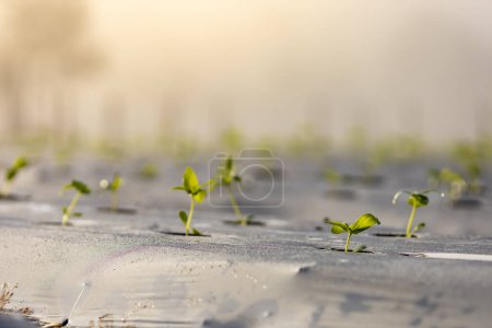 Téléchargez les photos : Jeunes pousses de légumes concombres fraîches biologiques germées sur le terrain avec un paillis de film plastique pour l'agriculture de printemps - en image libre de droit
