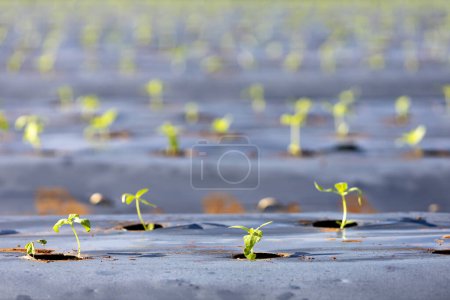 Téléchargez les photos : Jeunes pousses de légumes concombres fraîches biologiques germées sur le terrain avec un paillis de film plastique pour l'agriculture de printemps - en image libre de droit