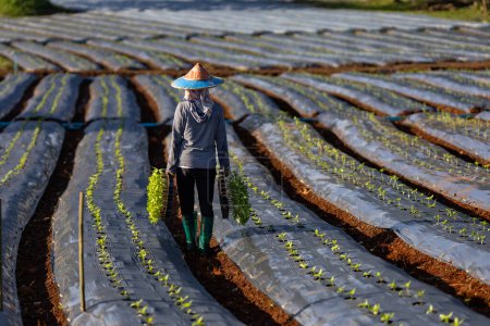 Foto de Agricultor asiático está llevando bandeja de plántulas de hortalizas jóvenes para plantar en película de mantillo para el cultivo de plantas orgánicas durante la temporada de primavera y el concepto de agricultura - Imagen libre de derechos