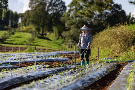 Téléchargez les photos : Un agriculteur asiatique utilise un tuyau pour arroser de jeunes plants de légumes dans un champ de paillis pour cultiver des plantes biologiques pendant la saison printanière et le concept d'agriculture - en image libre de droit