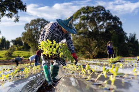 Téléchargez les photos : Un agriculteur asiatique transporte un plateau de jeunes plants de légumes à planter dans un film de paillage pour cultiver des plantes biologiques au printemps et en agriculture - en image libre de droit