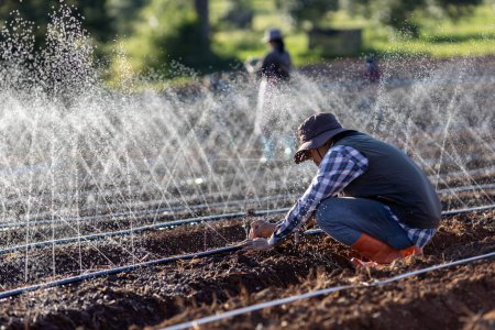 Photo for Asian farmer is fixing the clogged in the hose of irrigation watering system  growing organics plant during spring season and agriculture - Royalty Free Image