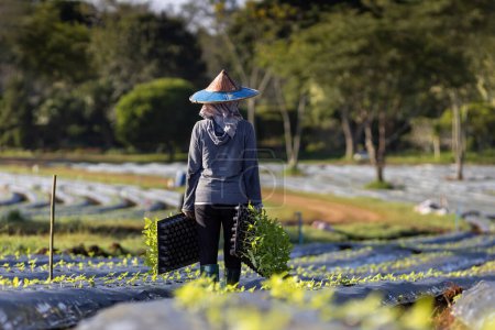 Photo for Asian farmer is carrying tray of young vegetable seedling to plant in mulching film for growing organics plant during spring season and agriculture concept - Royalty Free Image