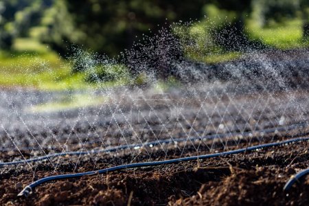 Téléchargez les photos : Le tuyau du système d'arrosage d'arrosage d'irrigation pour l'agriculture printemps saison et l'industrie agricole - en image libre de droit