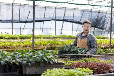 Téléchargez les photos : Agriculteur local asiatique cultivant la salade de laitue en serre en utilisant l'approche du sol biologique pour la propre entreprise familiale et en cueillant certains à vendre - en image libre de droit