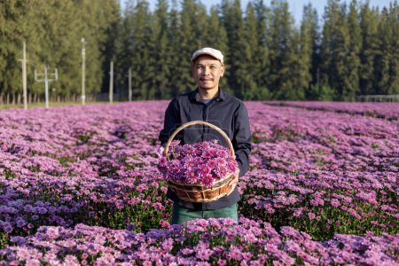 Foto de Agricultor asiático está sosteniendo el crisantemo rosa recién recogido mientras trabaja en la granja de campo rural para la hierba medicinal y el negocio de la industria de flores cortadas - Imagen libre de derechos