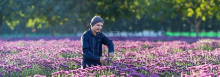 Foto de Agricultor asiático y florista está cortando flor de crisantemo púrpura utilizando tijeras de tijera para el negocio de flores cortadas para el concepto de partida muerta, cultivo y temporada de cosecha - Imagen libre de derechos