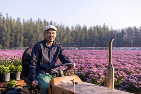 Téléchargez les photos : Agriculteur asiatique conduit le tracteur de champ dans le domaine du chrysanthème rose tout en travaillant dans la ferme rurale pour l'industrie des herbes médicinales et des fleurs coupées - en image libre de droit