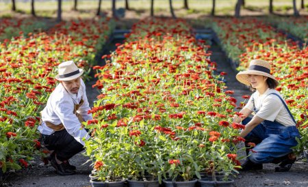 Téléchargez les photos : Équipe de fermier et fleuriste asiatique travaille dans la ferme tout en coupant des fleurs de zinnia en utilisant des sécateurs pour l'entreprise de fleurs coupées dans sa ferme pour l'industrie agricole - en image libre de droit