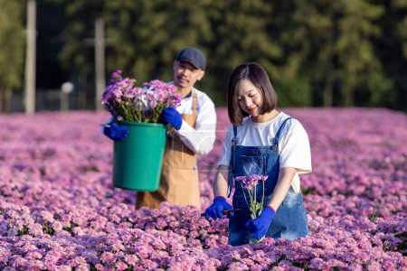 Foto de El equipo de granjeros y floristas asiáticos está trabajando en la granja mientras corta flores de crisantemo púrpura usando tijeras de tijeras para el negocio de flores cortadas para la partida muerta, el cultivo y la temporada de cosecha. - Imagen libre de derechos