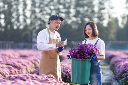Téléchargez les photos : Une équipe d'agriculteurs et de fleuristes asiatiques travaille à la ferme tout en coupant des fleurs de chrysanthème pourpre à l'aide de sécateurs pour les fleurs coupées affaires pour le cap mort, la culture et la saison de récolte - en image libre de droit