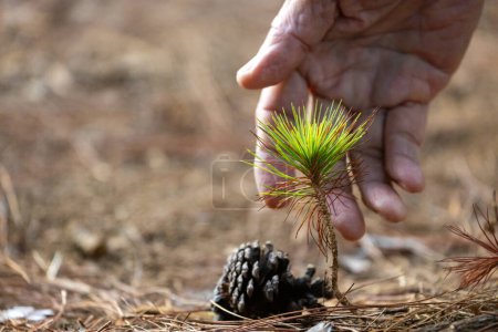 Téléchargez les photos : Jeune semis plan rapproché du cône de pin du conifère avec la main humaine pour une nouvelle croissance et espoir pour la reforestation naturelle des forêts, le reboisement et la conservation de l'environnement - en image libre de droit