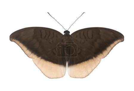 Téléchargez les photos : Papillon nymphalide péninsule gris compte ou Tanaecia lepidea miyana originaire de l'Inde et de l'Asie du Sud-Est isolé sur fond blanc pour insecte, insecte et entomologie - en image libre de droit