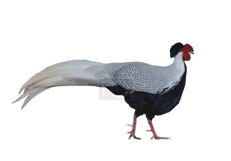 Photo for Male silver pheasant or Lophura nycthemera native to Southeast Asia cutout isolated on white background for wildlife conservation - Royalty Free Image