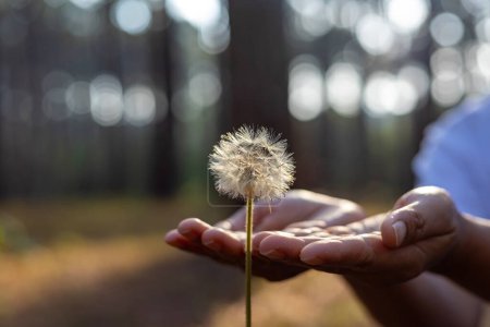 Photo for Hand is gently holding seed head of dandelion flower plant in the forest with blurred background with copy space - Royalty Free Image