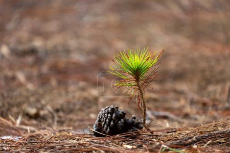 Young seedling close up shot of pine cone from conifer tree  for new growth and hope for natural forest rewilding, reforestation and environmental conservation concept