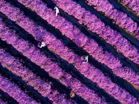 Foto de Vista superior aérea de los agricultores y floristería están trabajando en el campo, mientras que el corte de flor de crisantemo púrpura utilizando tijeras de podar para el negocio de flores cortadas para la partida muerta, el cultivo y la temporada de cosecha - Imagen libre de derechos