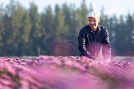 Asian farmer and florist is cutting purple chrysanthemum flower using secateurs for cut flower business for dead heading, cultivation and harvest season