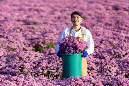 Foto de Agricultor asiático o floristería está trabajando en la granja, mientras que el corte de flores de crisantemo púrpura utilizando tijeras de tijera para el negocio de flores cortadas para el cultivo y la temporada de cosecha - Imagen libre de derechos