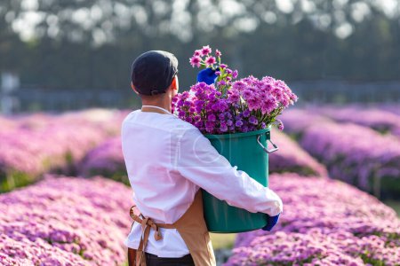 Photo for Back view of Asian farmer or florist is working in the farm while cutting purple chrysanthemum flowers using secateurs for cut flowers business for dead heading, cultivation and harvest season - Royalty Free Image