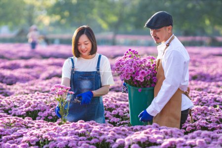 Team of Asian farmer and florist is working in the farm while cutting purple chrysanthemum flower using secateurs for cut flowers business for dead heading, cultivation and harvest season