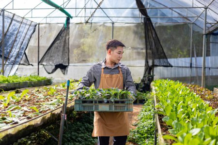 Foto de Agricultor local asiático cultivando lechuga de ensalada dentro del policontúnel de invernadero utilizando el enfoque de suelo orgánico para su propio negocio familiar y recogiendo algunos para la venta - Imagen libre de derechos