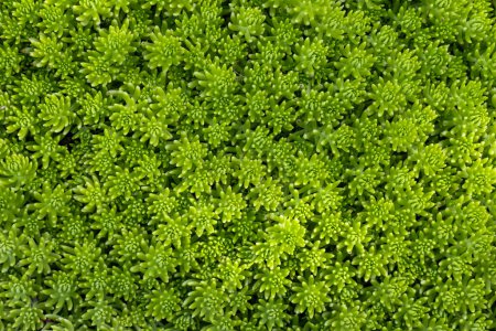 Green lemon sedum angelina the ground cover for background and text in natural and minimal design pattern with copy space