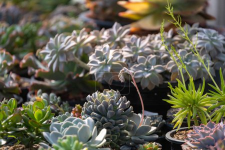 Photo for Collection of healthy decorative succulent top view in the greenhouse garden for limited space urban gardening design concept - Royalty Free Image