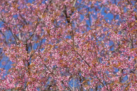 Foto de Flor de cerezo del Himalaya salvaje o flor de sakura floreciendo durante la temporada de primavera - Imagen libre de derechos