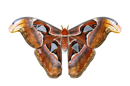 Attacus atlas moth isolated on white background for insect, bug and entomology concept