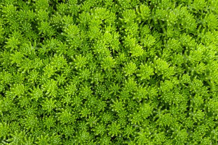 Grüne Zitrone Sedum Angelina der Bodendecker für Hintergrund und Text in natürlichen und minimalen Design-Muster mit Kopierraum