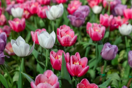 Foto de Flor de tulipán rosa en el jardín de la temporada de primavera temprana con espacio de copia para el uso de diseño - Imagen libre de derechos