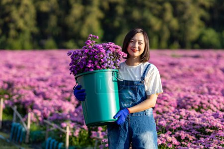 Foto de Mujer asiática agricultora o florista que trabaja en la granja mientras corta flores de crisantemo púrpura usando tijeras de tijeras para el negocio de flores cortadas para la partida muerta, el cultivo y la temporada de cosecha - Imagen libre de derechos