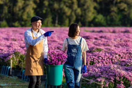 Team aus asiatischen Landwirten und Floristen arbeitet auf dem Hof und schneidet lila Chrysanthemenblüten mit der Gartenschere für Schnittblumen für tote Köpfe, Anbau und Erntezeit