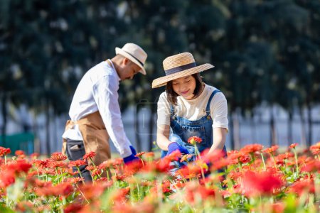 Team of Asian farmer and florist is working in the farm while cutting zinnia flowers using secateurs for cut flower business in his farm for agriculture industry