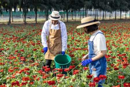 Téléchargez les photos : Agriculteur et fleuriste asiatique travaille dans la ferme tout en mettant en engrais organique dans des fleurs de zinnia en utilisant des sécateurs pour la ferme de fleurs coupées dans le concept de l'industrie agricole - en image libre de droit