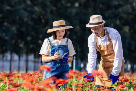 Téléchargez les photos : Une équipe d'agriculteurs et de fleuristes asiatiques travaille à la ferme tout en coupant des fleurs de zinnia rouge à l'aide de sécateur pour les entreprises de fleurs coupées pour l'ensemencement, la culture et la saison des récoltes - en image libre de droit